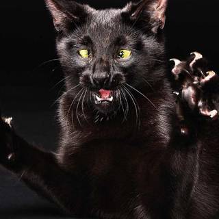 Scary cats wallpaper