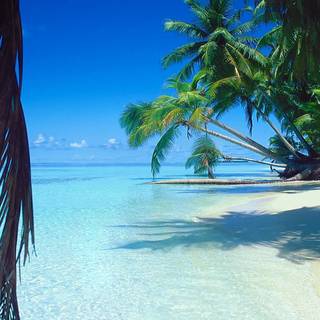 Palm trees tropical island wallpaper