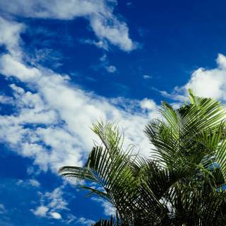 Palm trees tropical island wallpaper