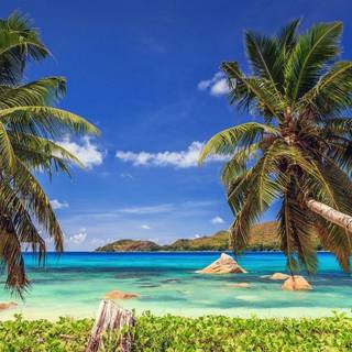Palm trees tropical island wallpaper