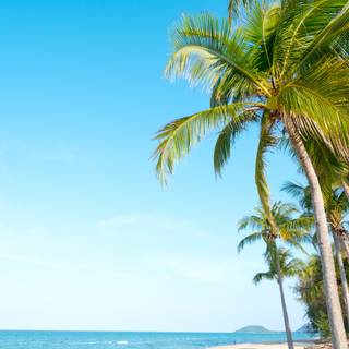 Palm trees tropical island wallpaper