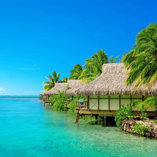 Palm trees tropical island wallpaper