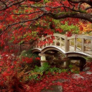 Autumn zen garden wallpaper