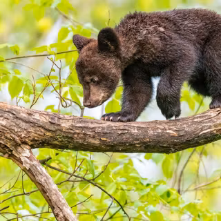Autumn black bear wallpaper