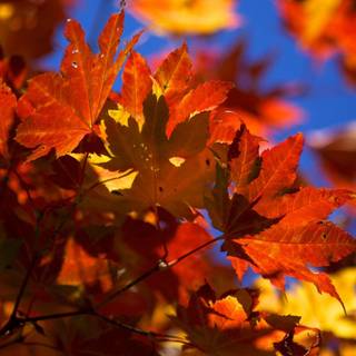 Autumn foliage wallpaper