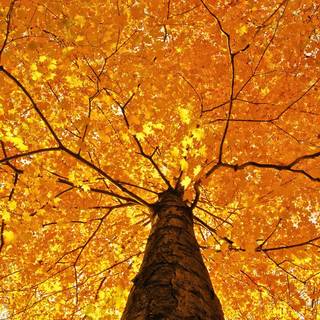 Autumn foliage wallpaper