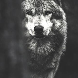 Dark alpha wolf wallpaper