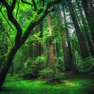 Amazon forest Brazil wallpaper