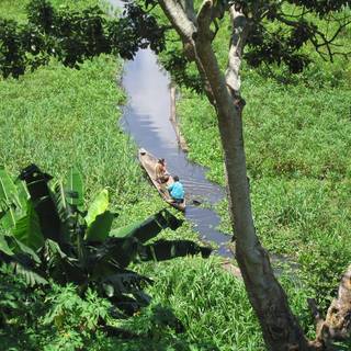 Amazon forest Brazil wallpaper