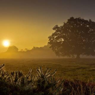 Misty morning sunrays wallpaper