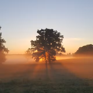 Misty morning sunrays wallpaper