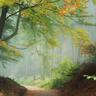 Misty autumn forest path wallpaper