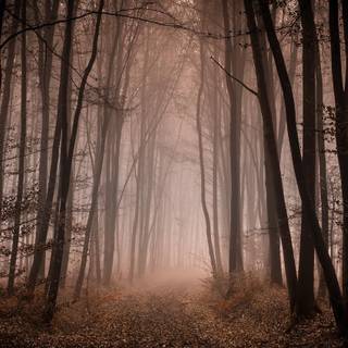Misty autumn forest path wallpaper