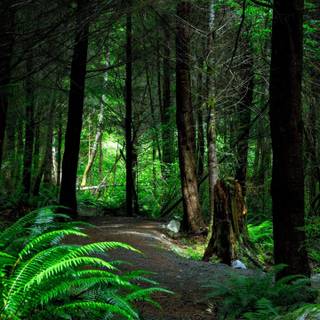 Misty autumn forest path wallpaper