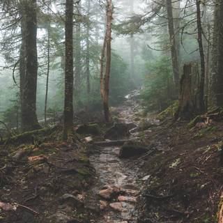 Misty autumn forest path wallpaper