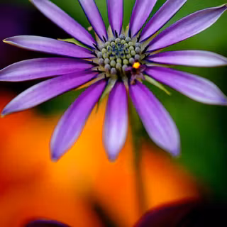 HD 1080p mobile wallpaper