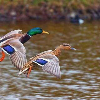 Duck space wallpaper