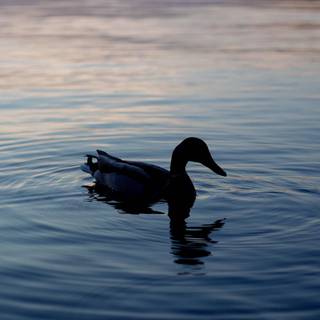 Duck space wallpaper