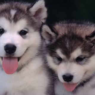 Adorable dog wallpaper