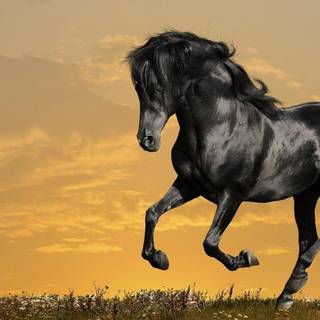 Horses stallions wallpaper