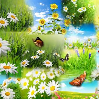 Daisies and butterflies wallpaper