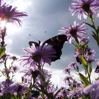 Daisies and butterflies wallpaper