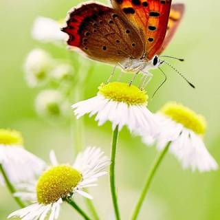 Daisies and butterflies wallpaper