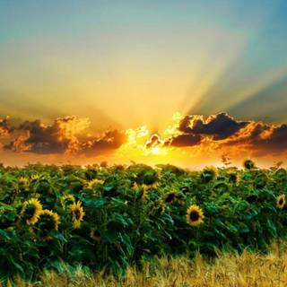 Nature Android mobile wallpaper