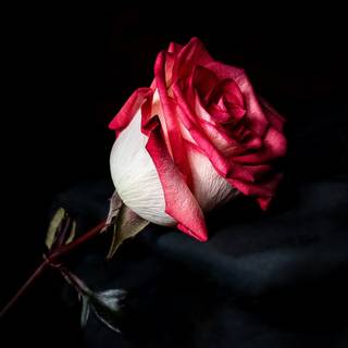 Julia Rose wallpaper