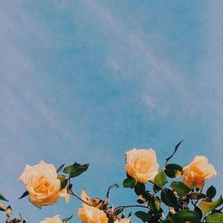 Julia Rose wallpaper