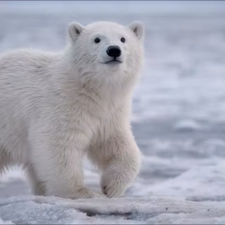 Wildlife environment wallpaper