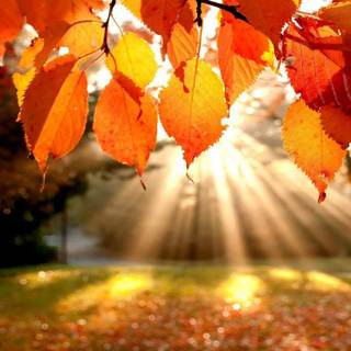 Autumn Mobile wallpaper