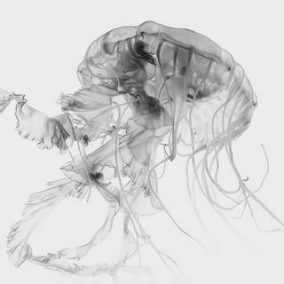 White Android HD wallpaper