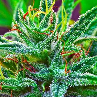 Stoner tumblr wallpaper