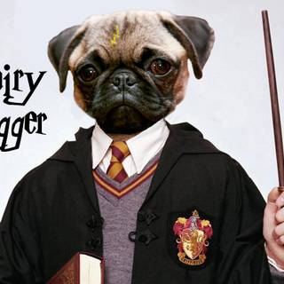 Harry Pugger wallpaper