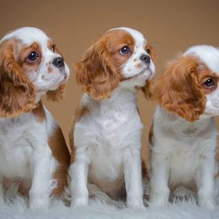 Cavalier King Charles Spaniel wallpaper