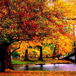 Autumn Central Park wallpaper
