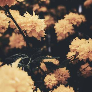 Yellow aesthetic flowers wallpaper