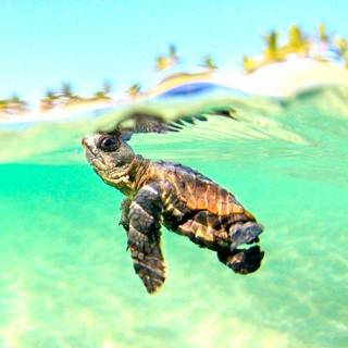 Sea turtle phone wallpaper