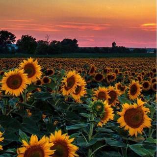 Flowers on the sunset wallpaper