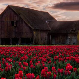 Red barn farms wallpaper