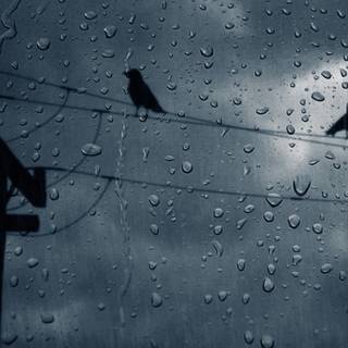 Rainy mobile wallpaper