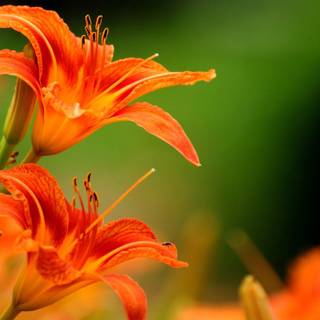 Orange Lily wallpaper