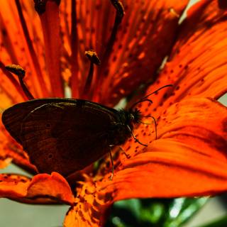 Orange Lily wallpaper