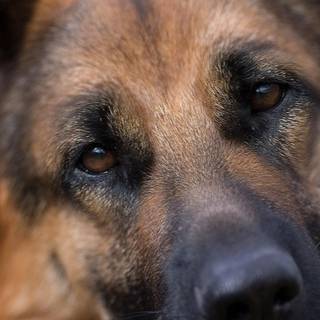 German Shepherd iPhone wallpaper