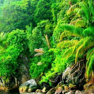 Jungle mobile wallpaper