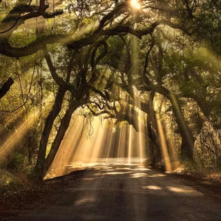 South Carolina wallpaper