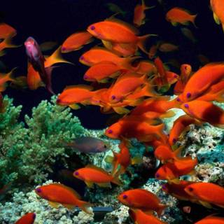 Ocean colorful wallpaper