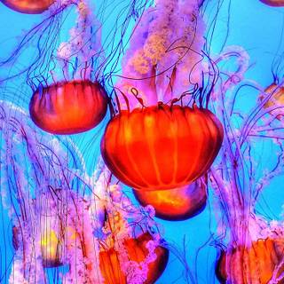 Ocean colorful wallpaper