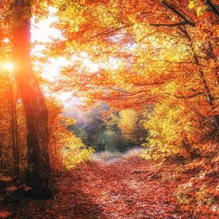 Ukraine autumn wallpaper